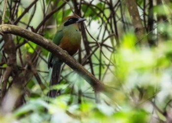 Juruva é instituída ave símbolo da Mata Atlântica em MS e fortalece agenda de conservação e aviturismo