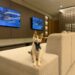 Evento Patas em Jogo transforma esporte em esperança para animais abandonados