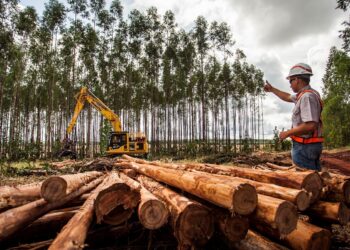 Suzano abre 6 vagas em Ribas do Rio Pardo e Três Lagoas para áreas florestal, administrativa e de manutenção