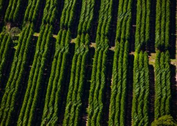 Suzano abre sete processos seletivos para Mato Grosso do Sul