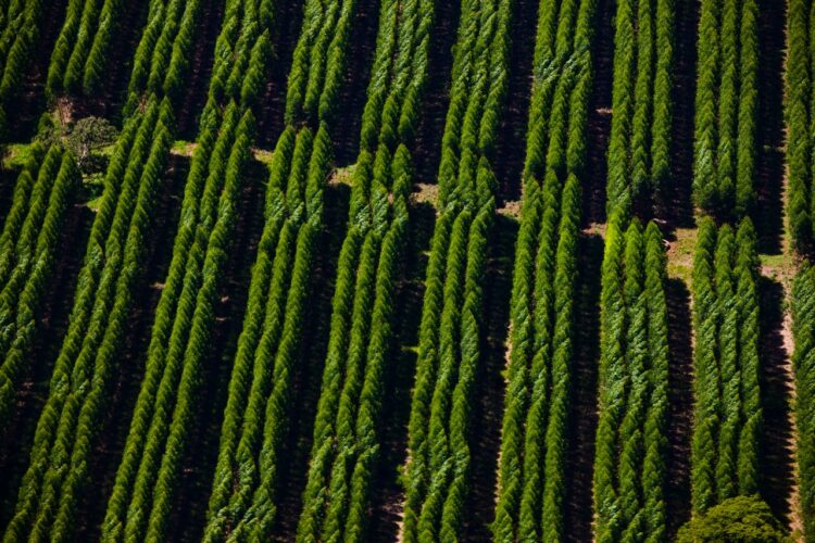 Suzano abre sete processos seletivos para Mato Grosso do Sul