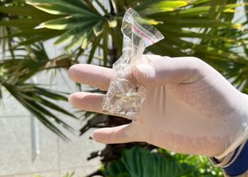 Aumento de casos: MS registra 1.764 casos confirmados de chikungunya