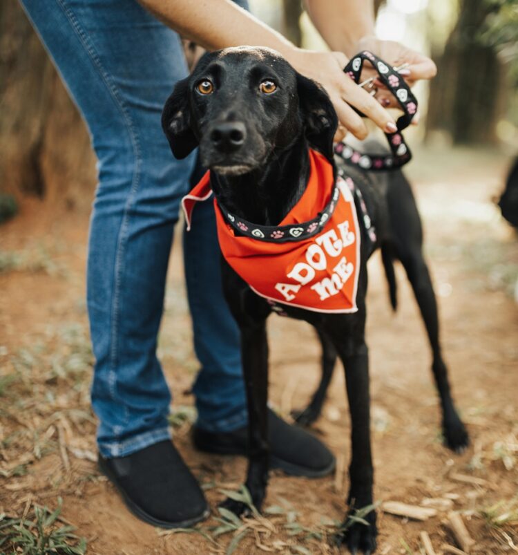 Conexão Pet reúne tutores e animais em manhã de diversão, aprendizado e solidariedade no sábado