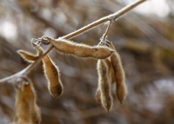 Festa do Pé de Soja Solteiro movimentou Laguna Carapã com tradição, tecnologia e safra em alta