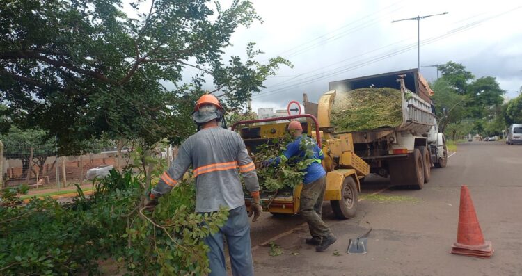 Equipes são qualificadas para diagnóstico e prevenção de queda de árvores em Campo Grande