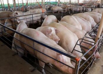 MS consolida avanço da suinocultura com crescimento de 50% e mais de R$ 300 milhões em incentivos
