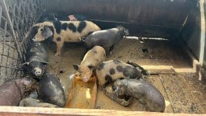 Homem é preso por invadir terreno da Prefeitura, montar reciclável e criar porcos na Capital