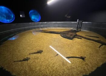 Bioparque Pantanal resgata peixes afetados pela decoada e fortalece pesquisas científicas