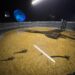 Bioparque Pantanal resgata peixes afetados pela decoada e fortalece pesquisas científicas