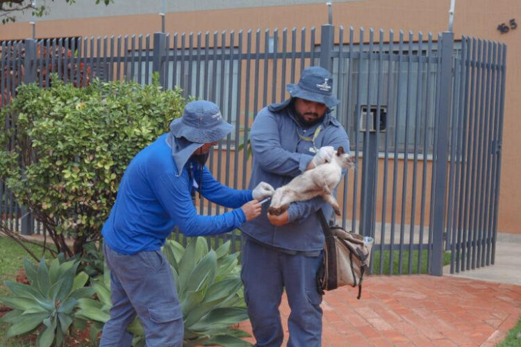 Vacinação antirrábica percorre três regiões hoje em Campo Grande