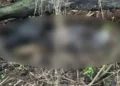 Corpo ainda não identificado é encontrado pela PM em área de mata de Três Lagoas