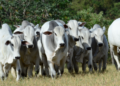 Touros esmagam idoso de 73 anos em fazenda e o matam durante cuidado em Caarapó