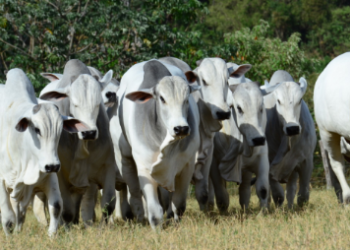 Touros esmagam idoso de 73 anos em fazenda e o matam durante cuidado em Caarapó