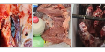 Força-tarefa apreende mais de 600kg de carnes clandestinas em Paranaíba