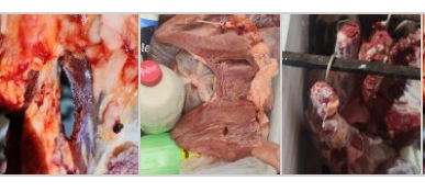 Força-tarefa apreende mais de 600kg de carnes clandestinas em Paranaíba