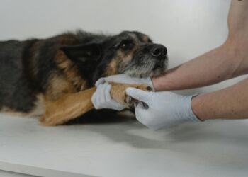Quando cuidar também dói: vídeo de veterinário emocionado abre debate sobre saúde mental