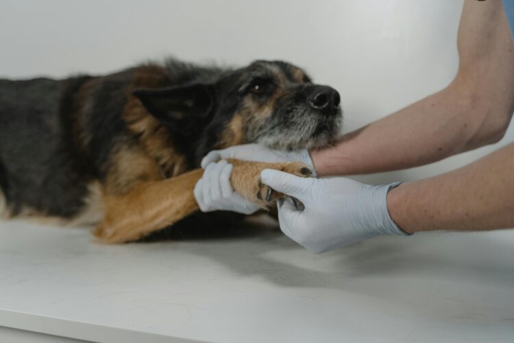 Quando cuidar também dói: vídeo de veterinário emocionado abre debate sobre saúde mental