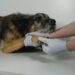 Quando cuidar também dói: vídeo de veterinário emocionado abre debate sobre saúde mental