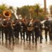Banda da PM pode virar patrimônio cultural em MS e ter acesso a investimentos com projeto de Coronel David