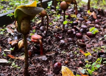 Ambiental MS Pantanal doa mudas para projeto de recuperação de habitat da arara-azul em Miranda
