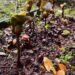 Ambiental MS Pantanal doa mudas para projeto de recuperação de habitat da arara-azul em Miranda