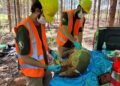 ICAS registra, pela primeira vez, tatu-canastra grávida em área da Suzano em MS