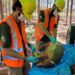 ICAS registra, pela primeira vez, tatu-canastra grávida em área da Suzano em MS