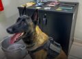 Cão farejador Charlie encontra pasta base de cocaína no Parque Novos Estados e 2 vão em cana