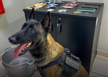 Cão farejador Charlie encontra pasta base de cocaína no Parque Novos Estados e 2 vão em cana