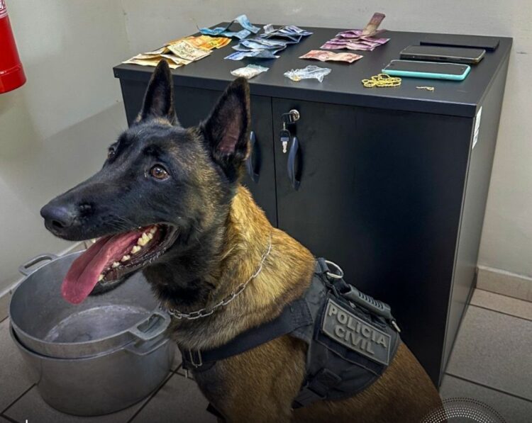 Cão farejador Charlie encontra pasta base de cocaína no Parque Novos Estados e 2 vão em cana