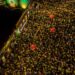 Esplanada Ferroviária se transforma na Cidade da Copa em Campo Grande e é palco oficial da torcida sul-mato-grossense