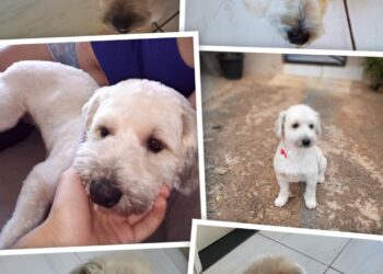Família procura pelo cãozinho Thor que fugiu na região do Bairro Bálsamo em Campo Grande