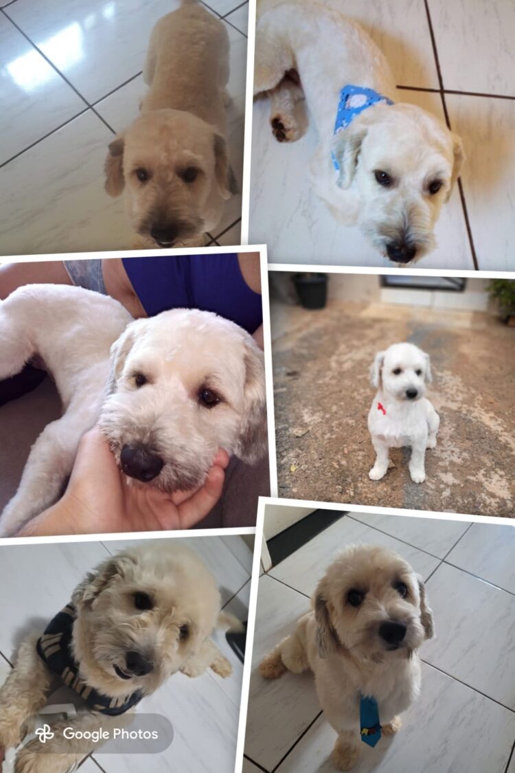 Família procura pelo cãozinho Thor que fugiu na região do Bairro Bálsamo em Campo Grande