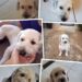 Família procura pelo cãozinho Thor que fugiu na região do Bairro Bálsamo em Campo Grande