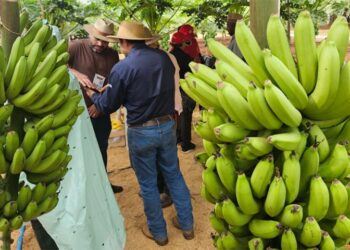 Tecnofam: o professor que plantou banana para dar errado e virou vitrine da agricultura familiar