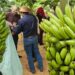 Tecnofam: o professor que plantou banana para dar errado e virou vitrine da agricultura familiar