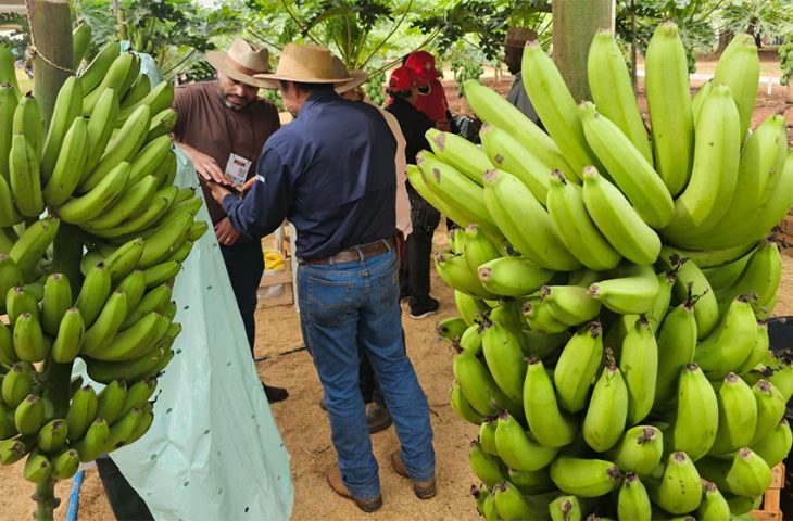 Tecnofam: o professor que plantou banana para dar errado e virou vitrine da agricultura familiar