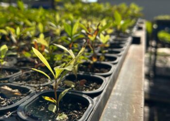 De desafio ambiental a aliado dos biomas: como o saneamento transforma MS em referência de preservação