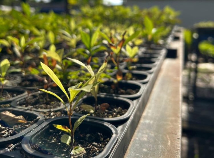 De desafio ambiental a aliado dos biomas: como o saneamento transforma MS em referência de preservação
