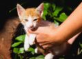 Feira de adoção de pets acontece nesse domingo em Campo Grande