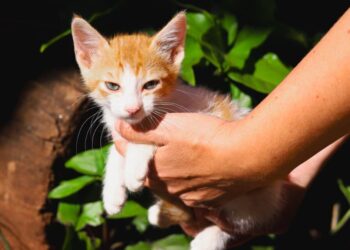 Feira de adoção de pets acontece nesse domingo em Campo Grande