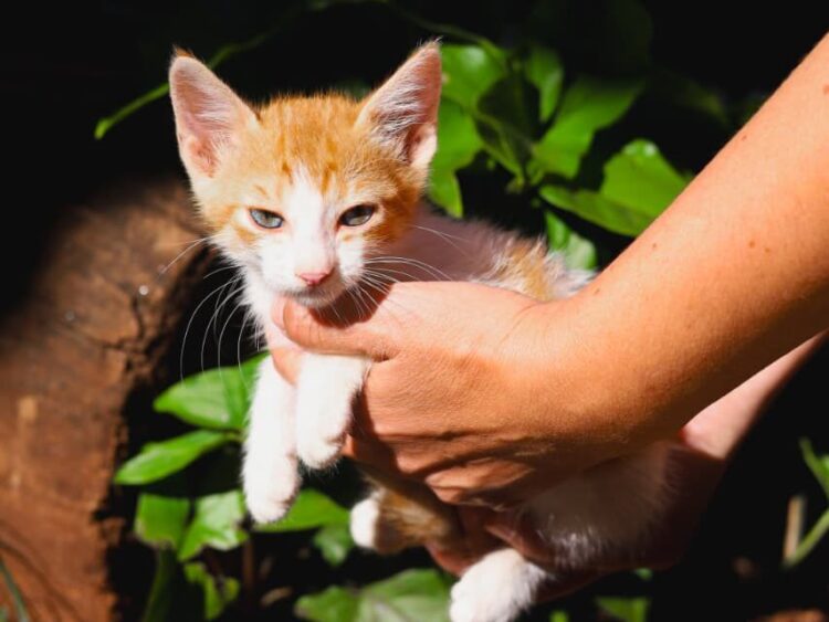 Feira de adoção de pets acontece nesse domingo em Campo Grande