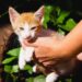 Feira de adoção de pets acontece nesse domingo em Campo Grande