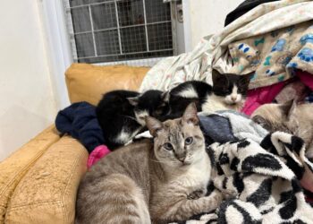 Frio intenso coloca quase 400 gatos em risco; Amicats pede ajuda urgente com doação de cobertores e ração