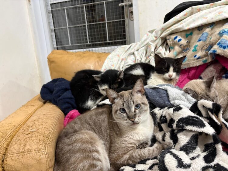 Frio intenso coloca quase 400 gatos em risco; Amicats pede ajuda urgente com doação de cobertores e ração