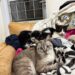 Frio intenso coloca quase 400 gatos em risco; Amicats pede ajuda urgente com doação de cobertores e ração