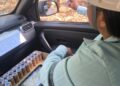 De joaninhas a microvespas, mais de 153,8 mi de insetos auxiliam na proteção natural de florestas da Suzano em MS