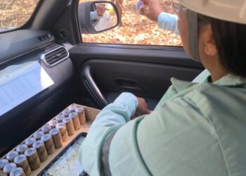 De joaninhas a microvespas, mais de 153,8 mi de insetos auxiliam na proteção natural de florestas da Suzano em MS