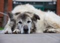 O tempo também passa para eles: como preparar a família para a velhice dos pets