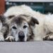 O tempo também passa para eles: como preparar a família para a velhice dos pets